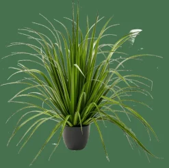CASA ALLIUM Herbe Ornementale Vert