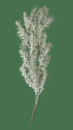 CASA CEDER Branche Décorative Vert