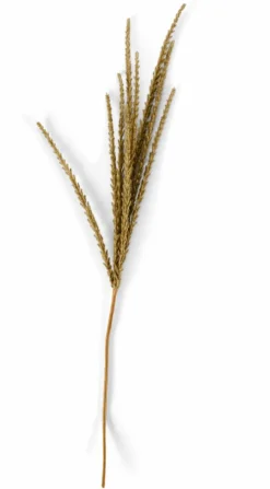 CASA GOLDENROD Tige Blanc