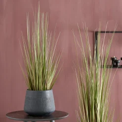 CASA HERBA Herbe En Pot Vert