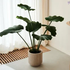 CASA LOTUS Plante Vert