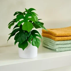 CASA MONSTERA Plante Diverses Couleurs