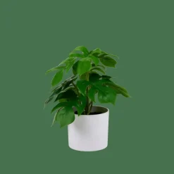 CASA MONSTERA Plante Diverses Couleurs
