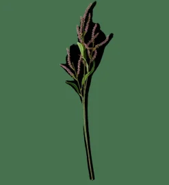 CASA OPHIO Branche Mauve