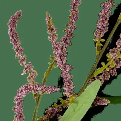 CASA OPHIO Branche Mauve