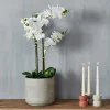 CASA ORCHID Orchidée En Pot Blanc