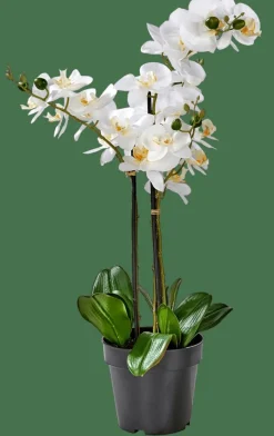CASA ORCHID Orchidée En Pot Blanc