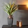 CASA VERA Aloe Vera Vert
