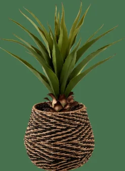 CASA VERA Aloe Vera Vert
