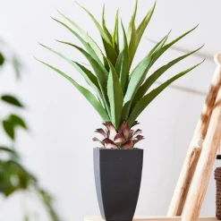 CASA VERA Plante Grasse Sur Tige Vert